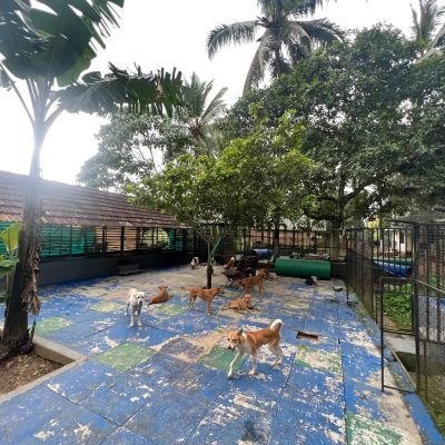 A New Home for Paws: Opening of Our First Animal Shelter